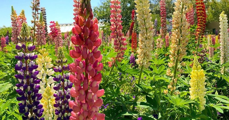 足を踏まれた人の痛みは 踏まれた人にしかわからないのか論 yumihinoue note