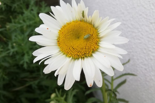 白いひまわり の新着タグ記事一覧 Note つくる つながる とどける 白いひまわり の新着タグ記事一覧 Note つくる つながる とどける