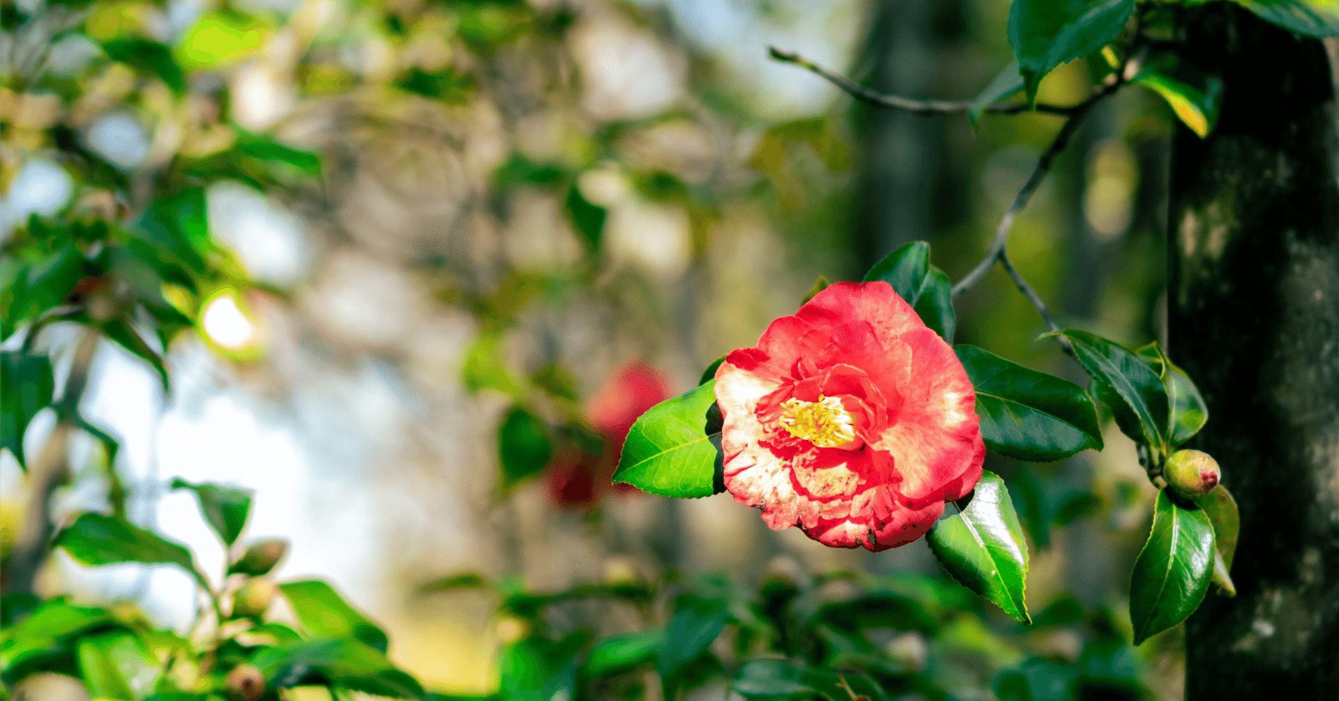 砧 小澤實 田中裕明さんの小澤實句集『砧』評をみつけて。 : ふらんす堂