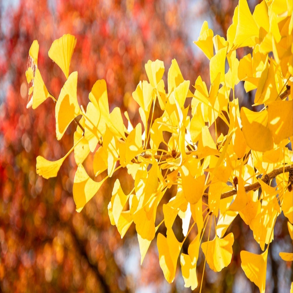 銀杏（いちょう）｜鈴木咲子/ Sakiko Suzuki
