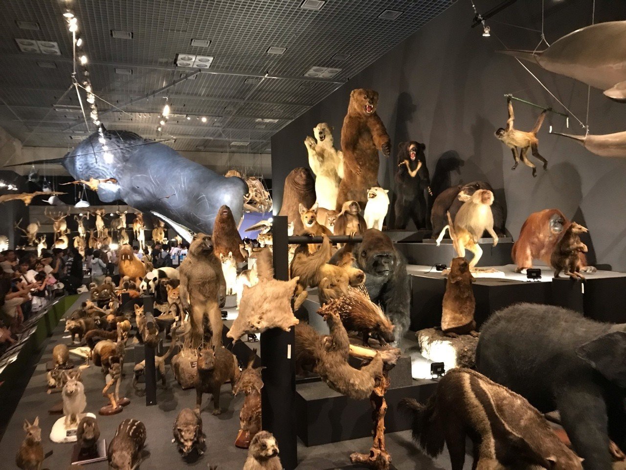 国立科学博物館　図鑑 国立科学博物館 科博コレクション 図鑑 - メルカリ