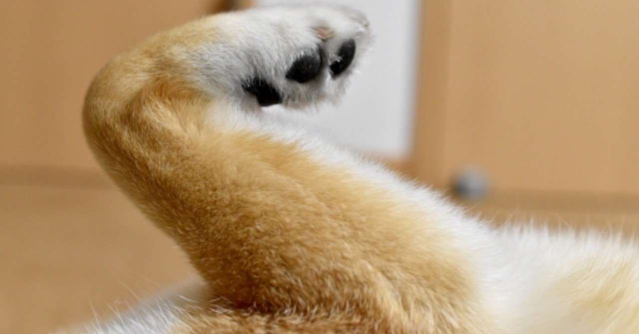 癒 寝るときはいつも こんな犬は見たことない 竹内 響子 Note