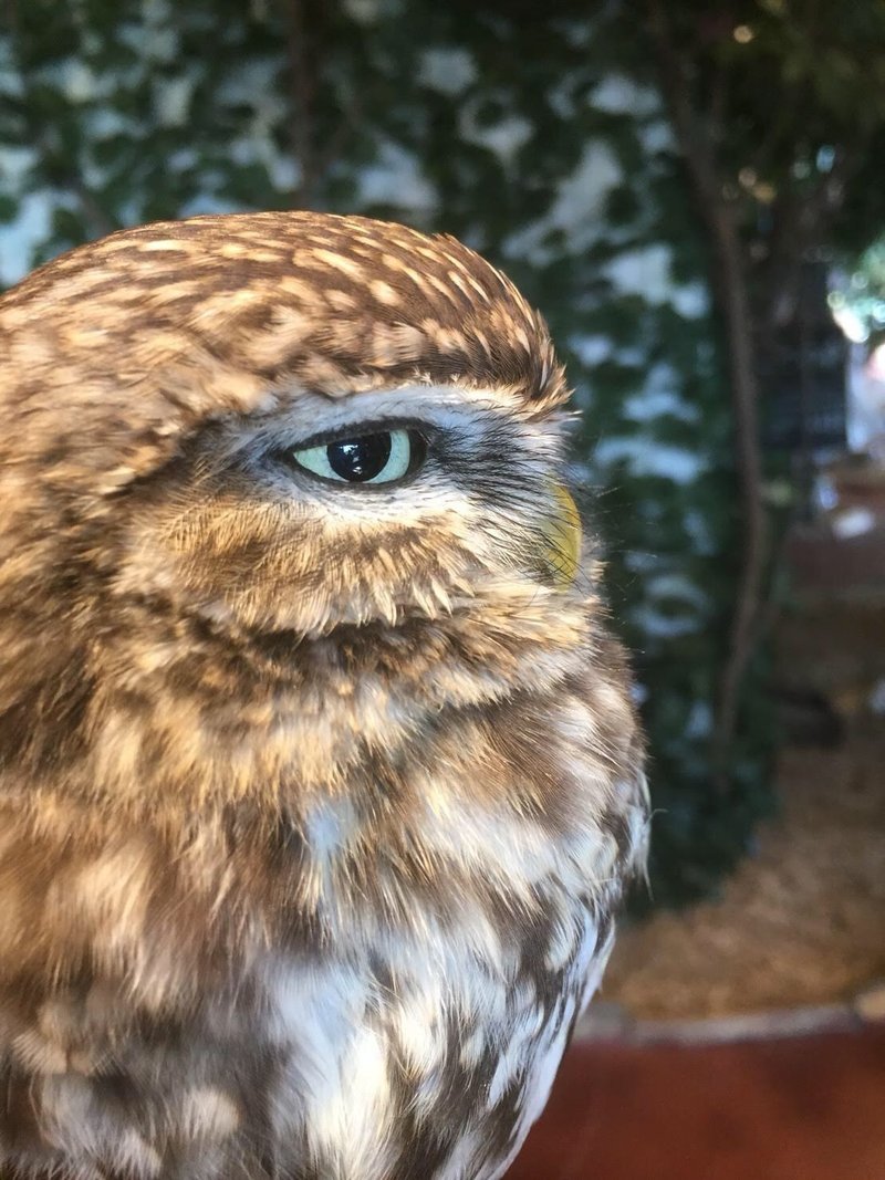 マツコの知らないフクロウの世界 E脇 Note