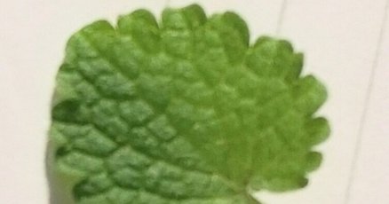家庭で使える薬草107種　中村臣市郎 家庭で使える薬草107種 | 中村 臣市郎 |本 | 通販 | Amazon