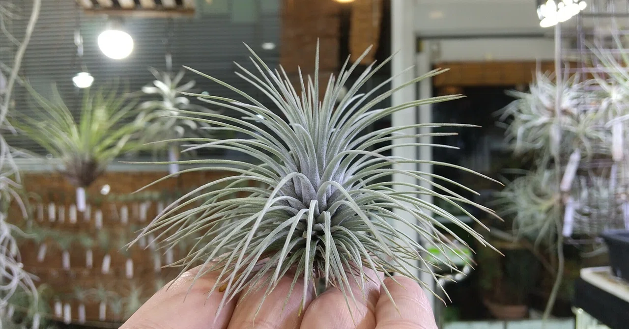 Tillandsia cf. lorentziana x duratii EJG（Tillandsia duratii – FLO 