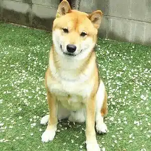 マグナパレス7777