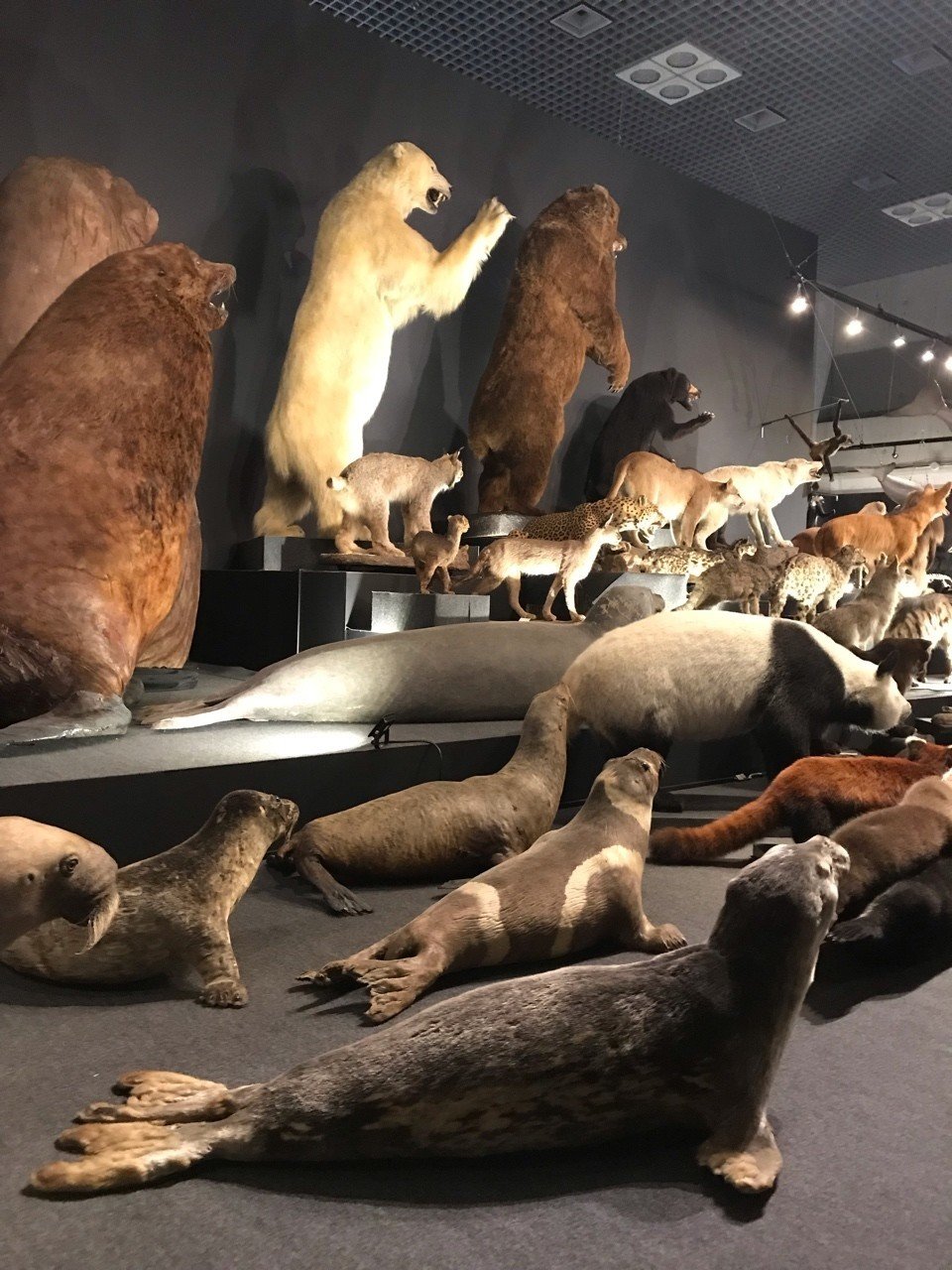 四半世紀振りの国立科学博物館｜マンボウ