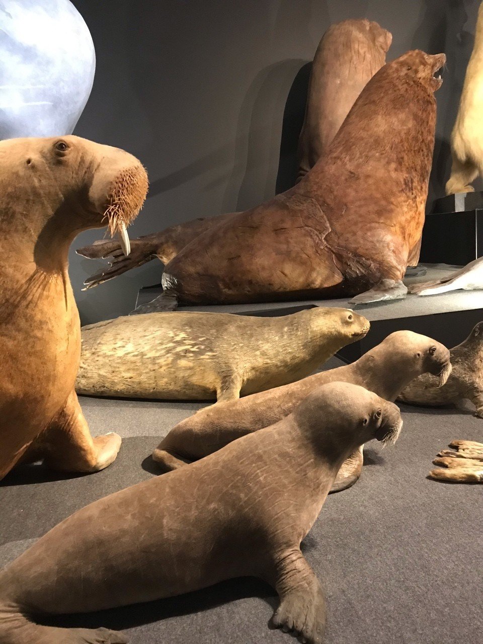 四半世紀振りの国立科学博物館｜マンボウ