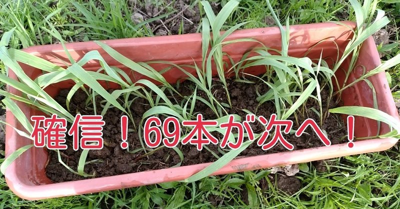 ホウキモロコシを育ててみたい Rock苗 佐々木335 Note