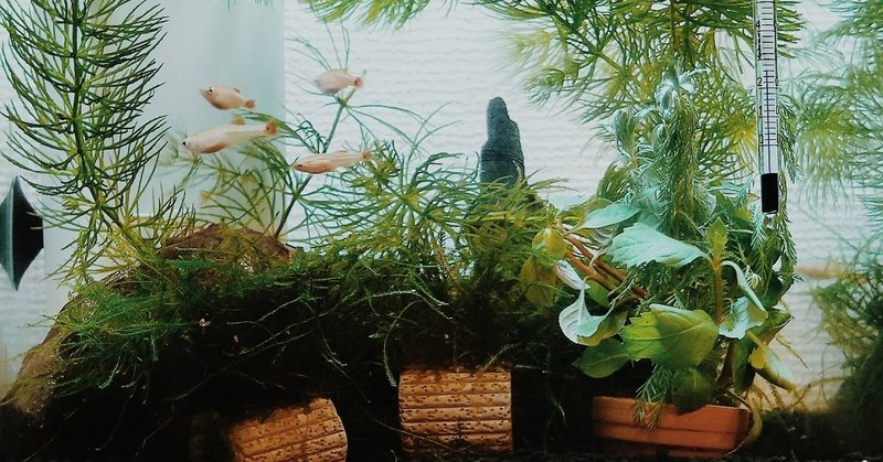 アカヒレさん こんにちは Illy 入谷 聡 Note