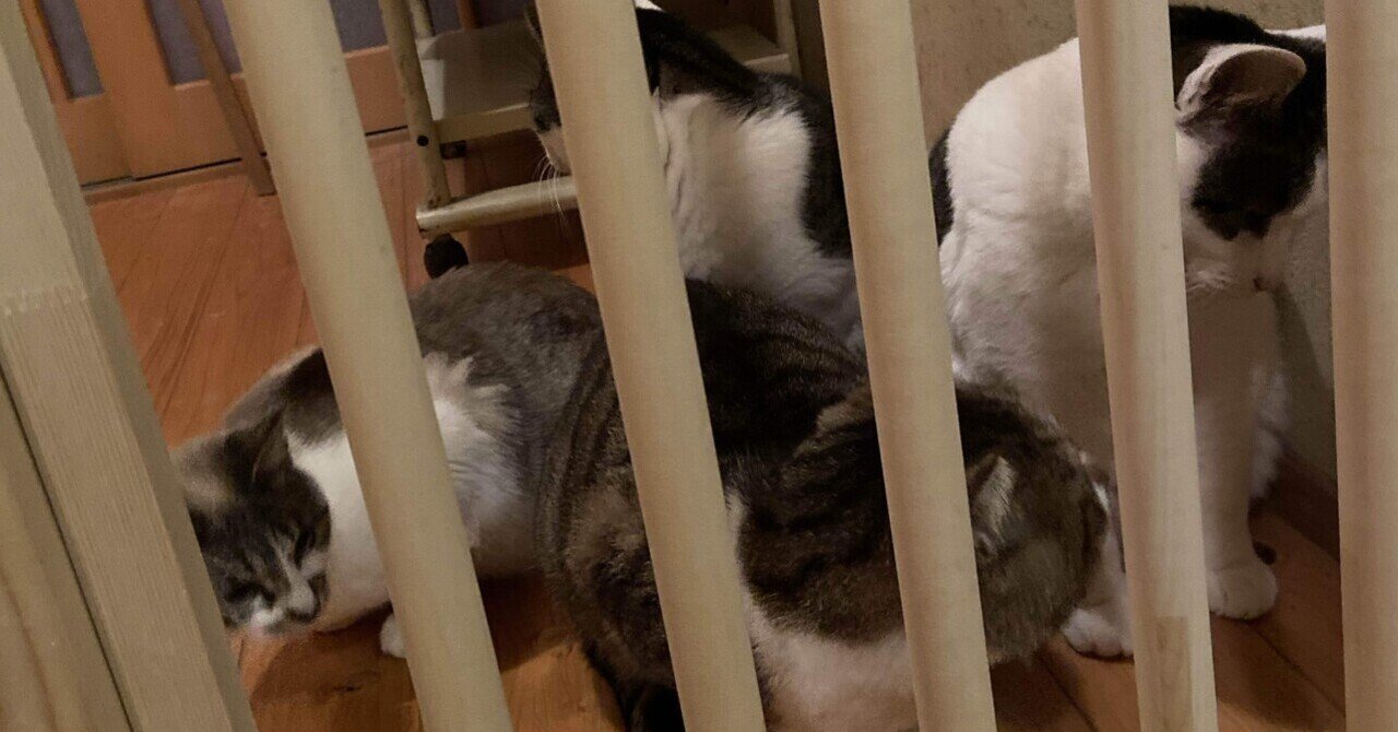 DIY初心者が、猫の脱走防止柵を作った話｜Mew FACTORY@みゅ