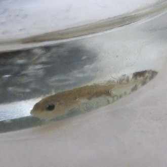 ラブリー ポケモン ホワイト ネジ山 最高のイラスト画像