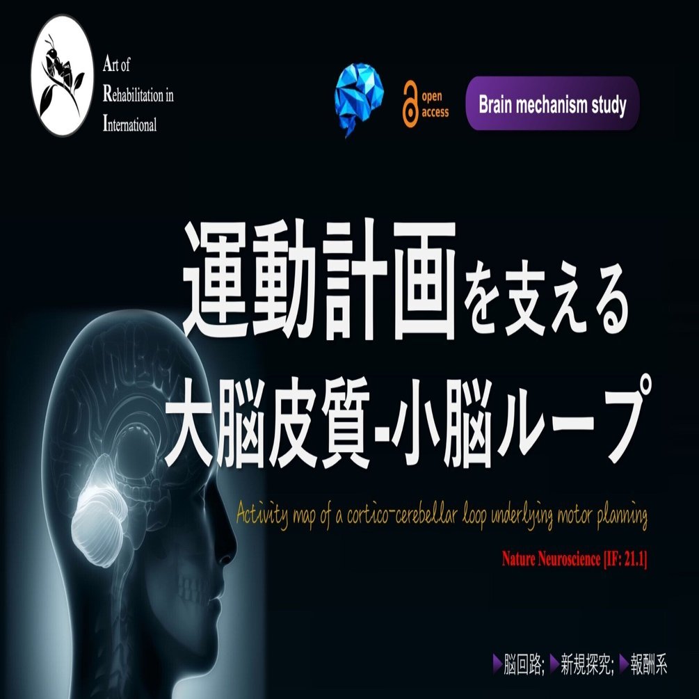 運動計画を支える大脳皮質-小脳ループ｜Super Human | 理学療法