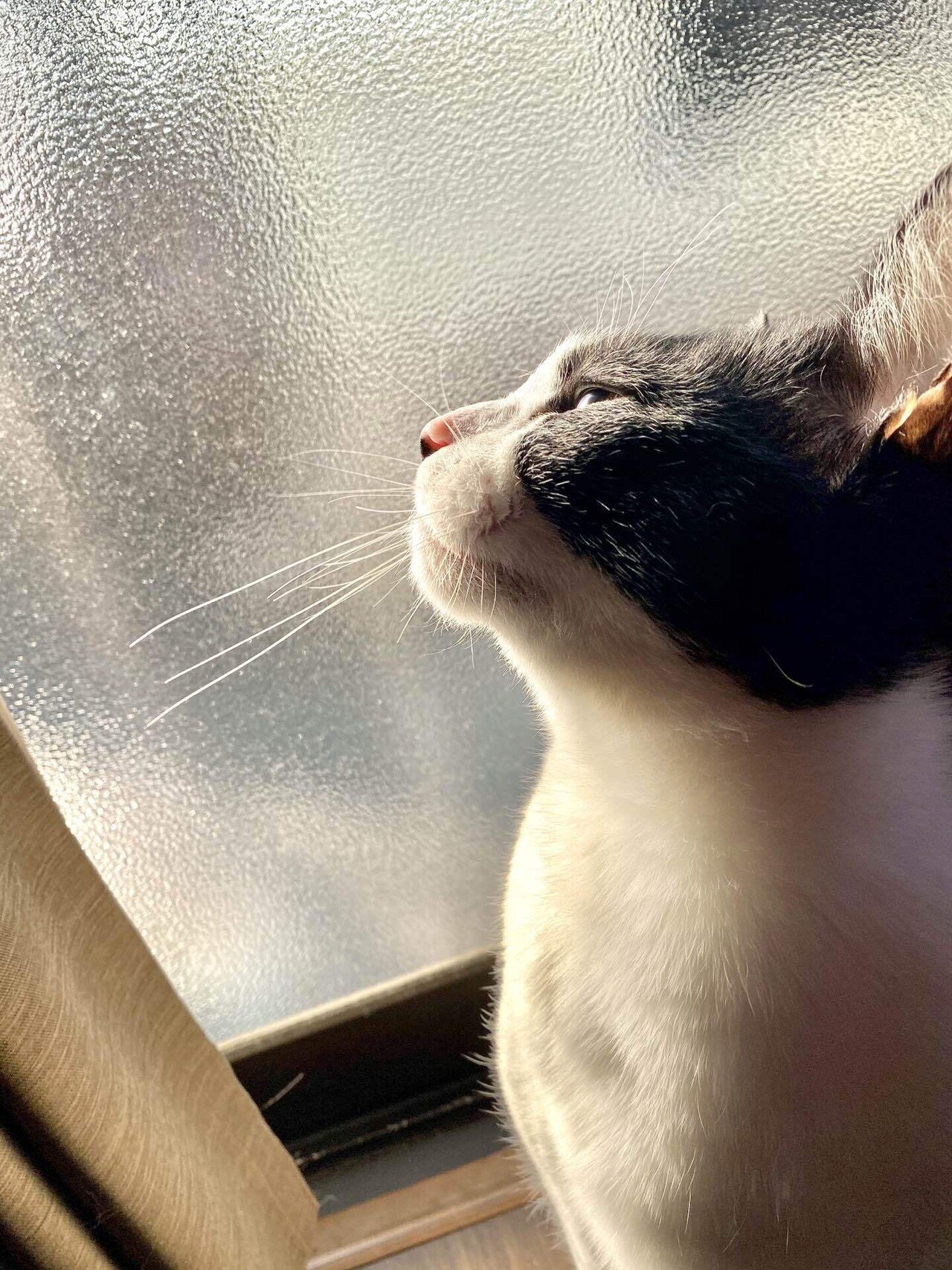 猫のお髭の話、その2。｜いろ