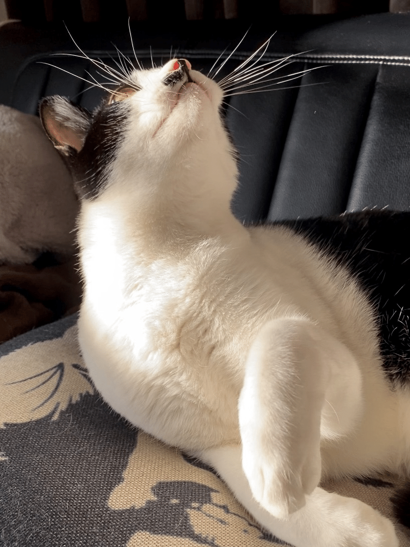 猫のお髭の話、その2。｜いろ