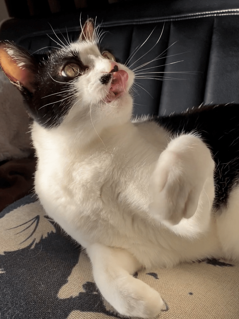 猫のお髭の話、その2。｜いろ