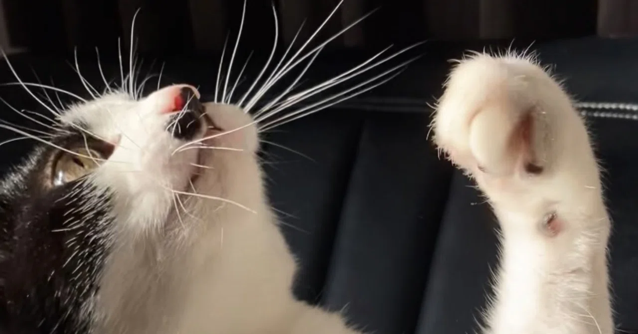 猫のお髭の話、その2。｜いろ