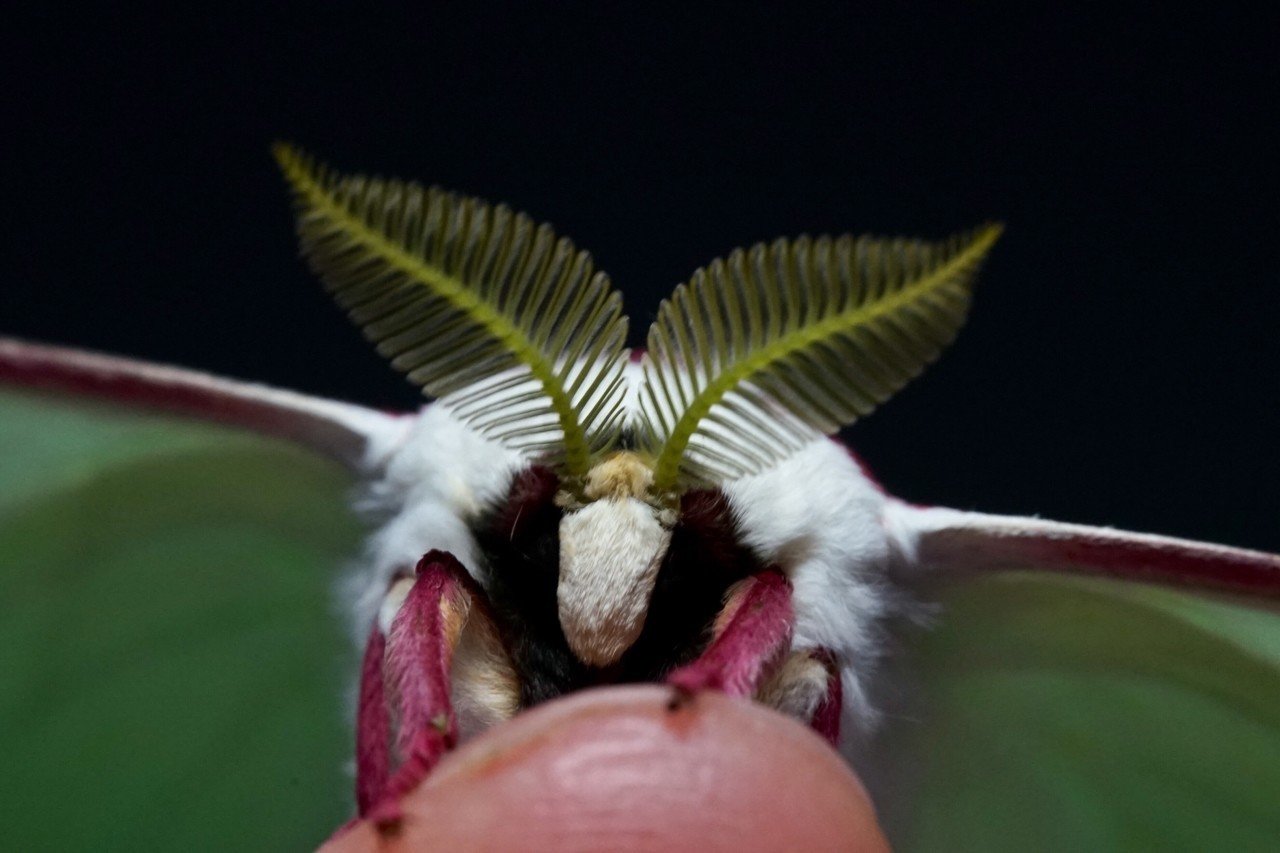 虫編】オナガミズアオ｜HARU