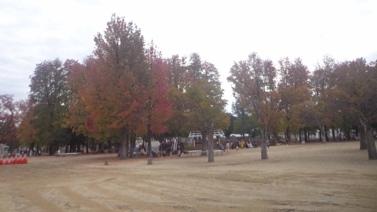 岡山県総合グラウンド_おかやまマラソン_11月12日__紅葉の木の集まり