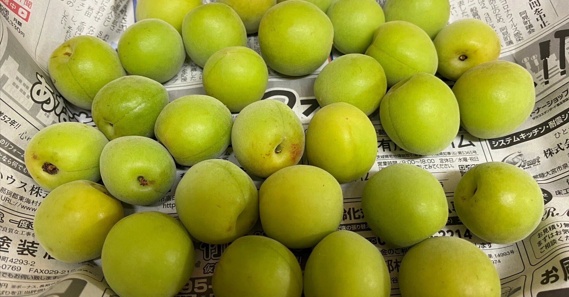 Local Plums Across Japan] #1 Juro Plum (Odawara City, Kanagawa