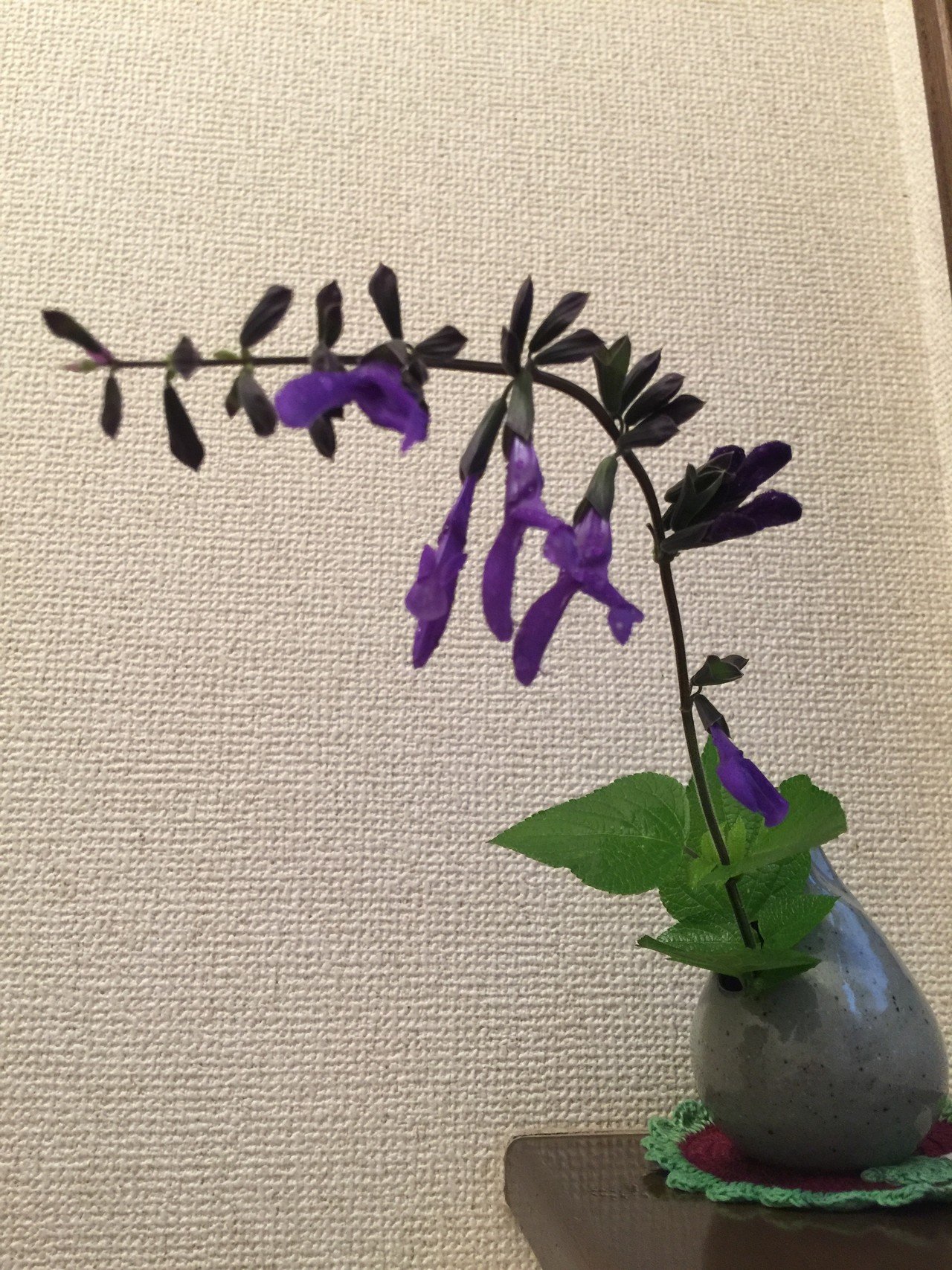 今日の一輪挿し サルビア ガラニチカ メドーセージ けん坊753 Note