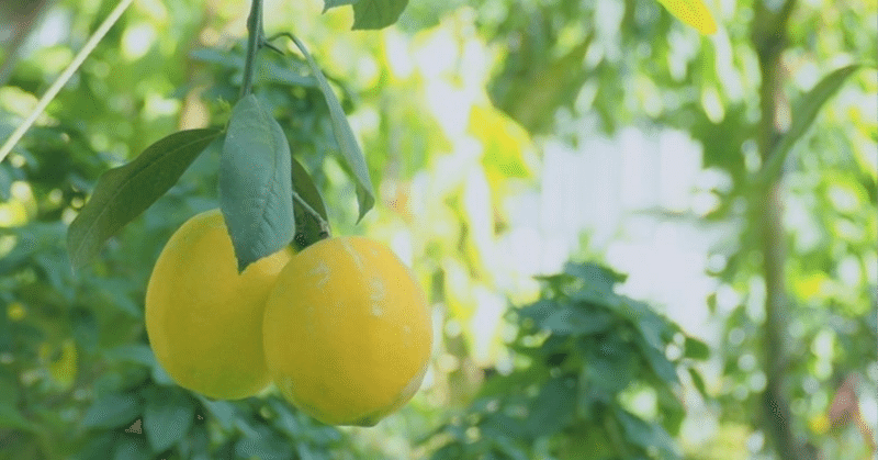 【ネタバレ】甘酸っぱいレモンで済まない、ボディーブロー映画／「シチリア・サマー」