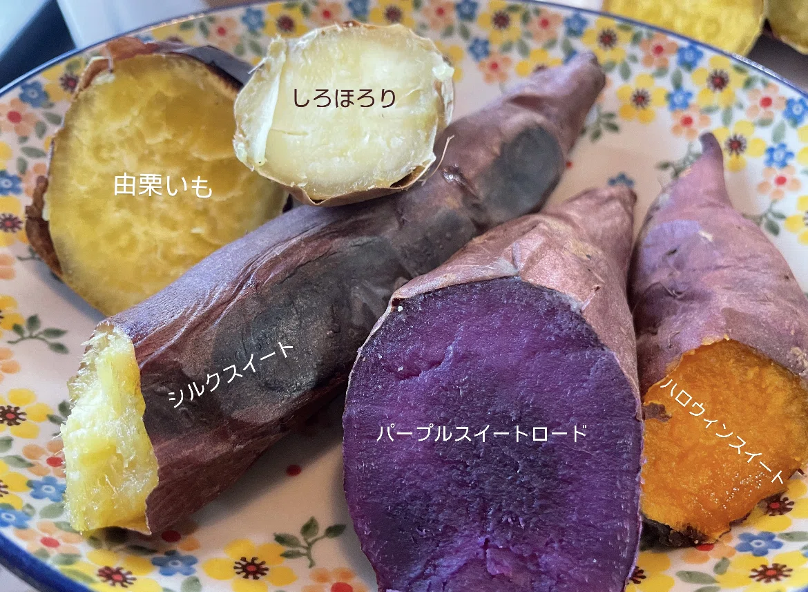 パープルスイートロード紫芋苗100本 さつまいも苗ーパープルスイート