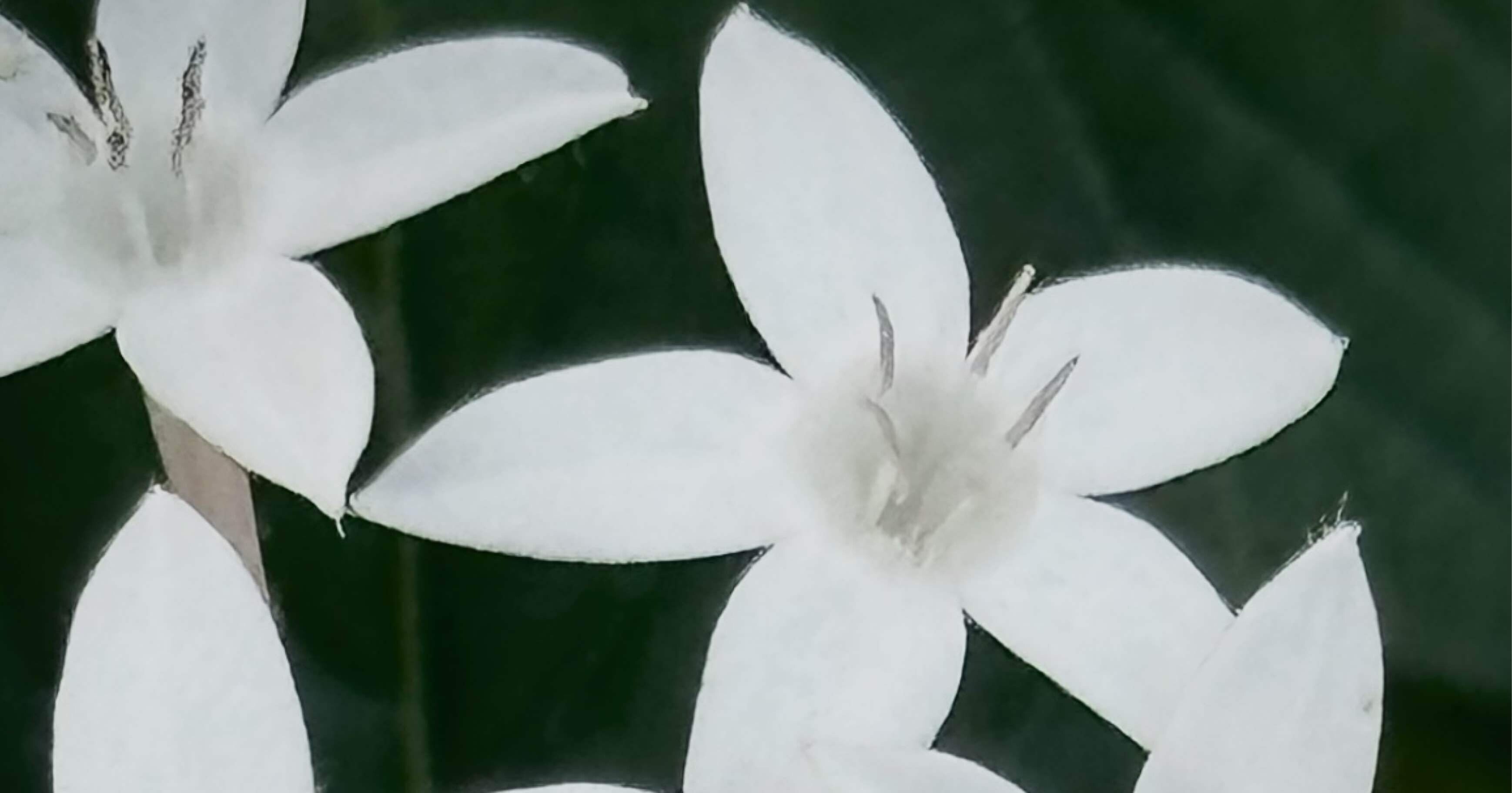 PENTAS - LUCKY STAR WHITE｜EGGSEED