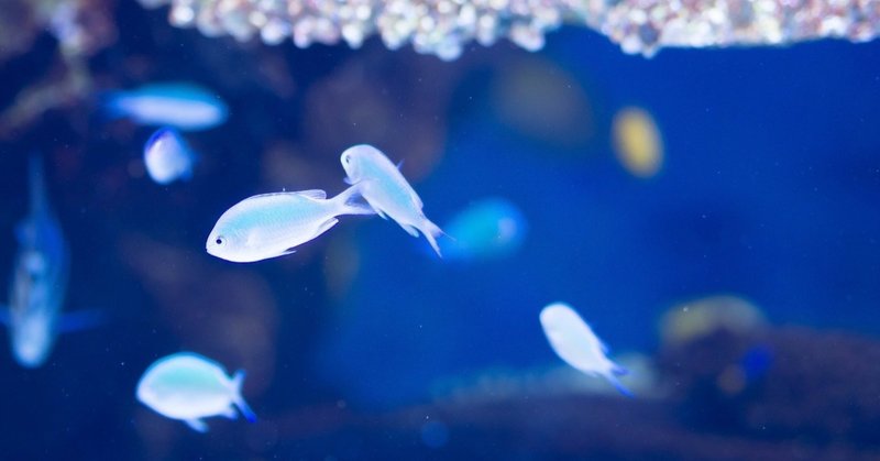 熱帯魚 猫野サラ Note