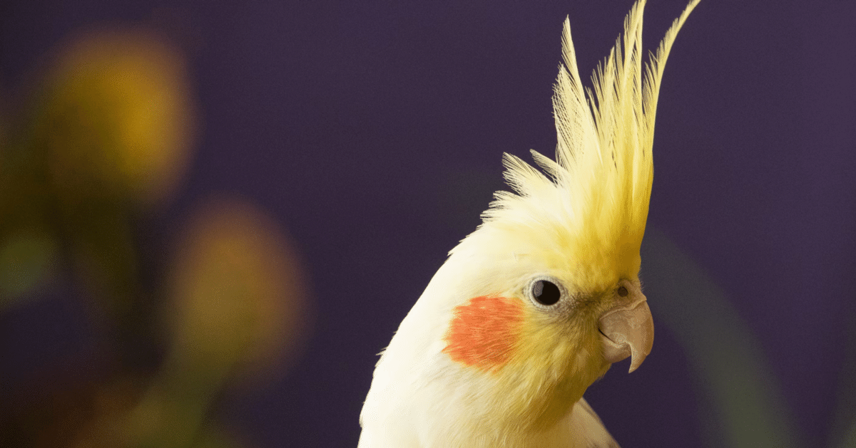 オカメインコってどんな鳥？生態をまとめてみた｜桜文鳥のさくら