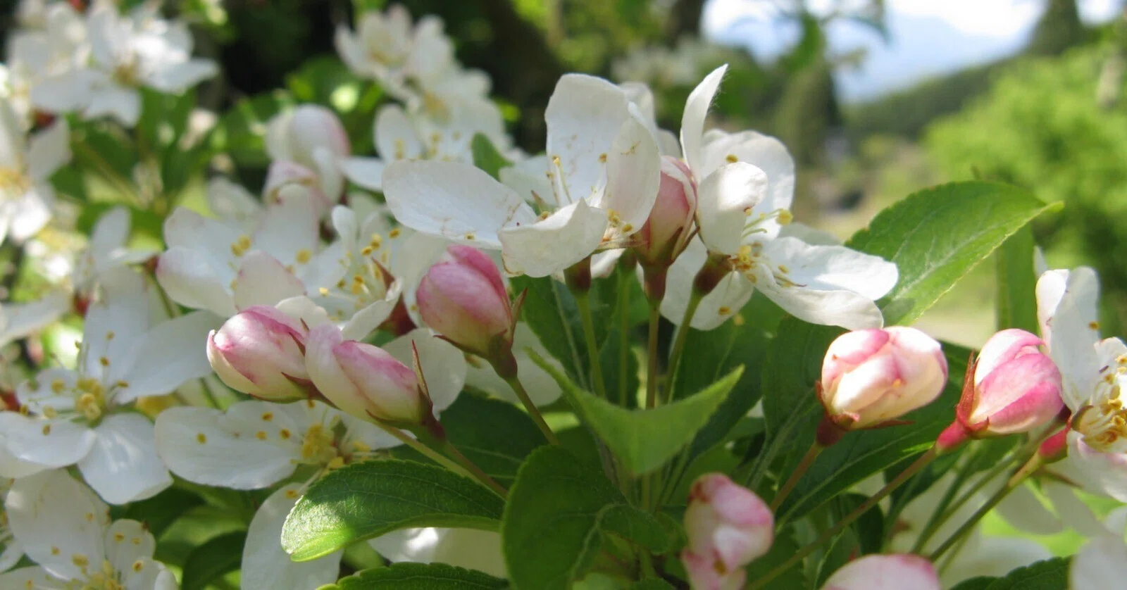 かつての里山に暮らす動植物 その3 樹木 ～白い花を咲かせる木～｜森