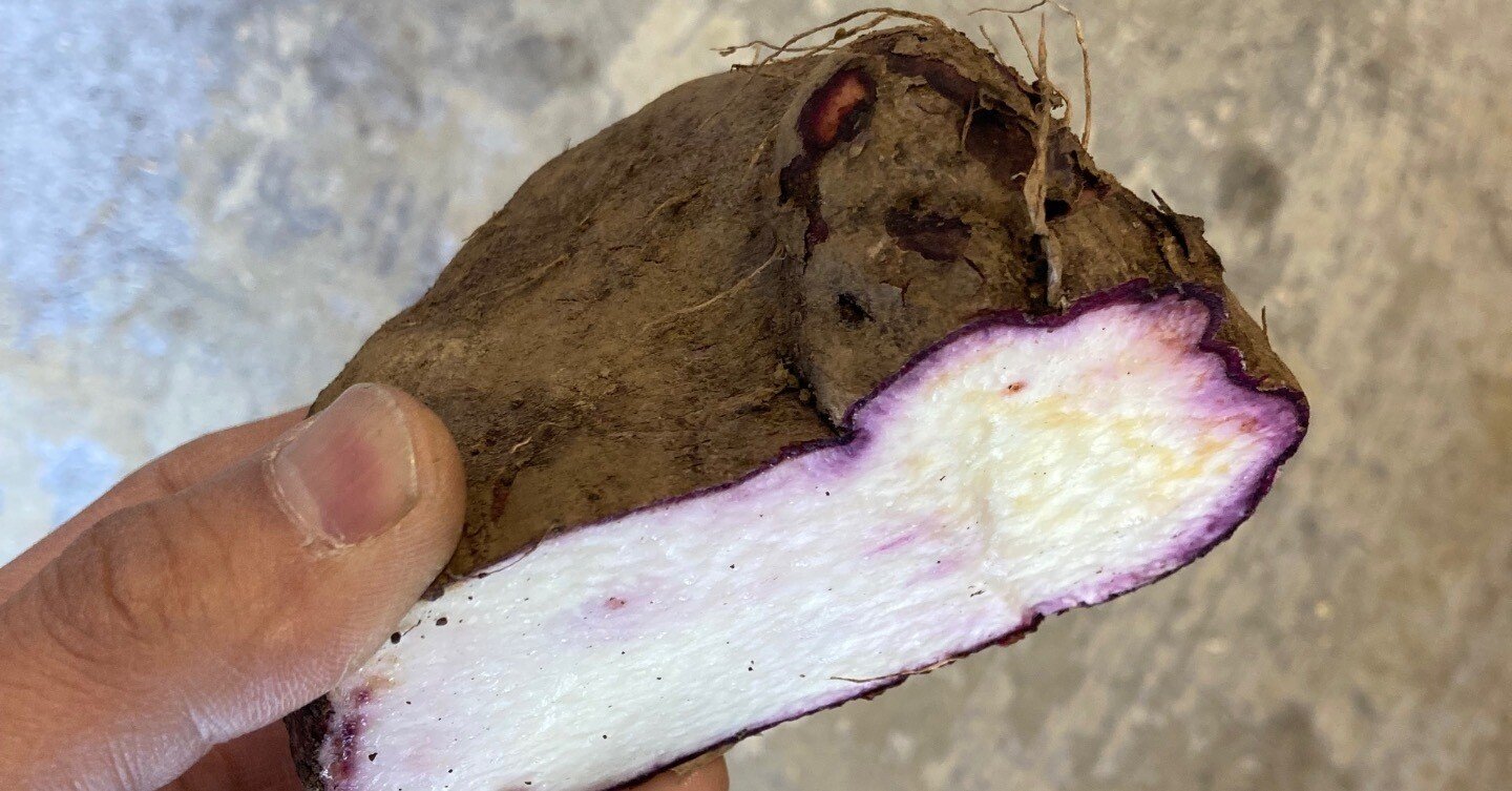 わさび紫つくね芋20kg わさび様専用紫つくね芋20kg