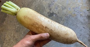 紫つくね芋」のこと。｜やさいとせかい めぐる八百屋オガクロ