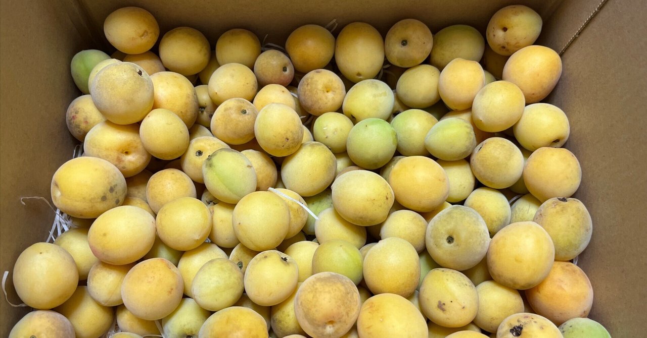 城州白　5kg 6／13採りたて 予約販売【青梅】京都青谷産「城州白」(5kg, 2L3L) 香りの良さが