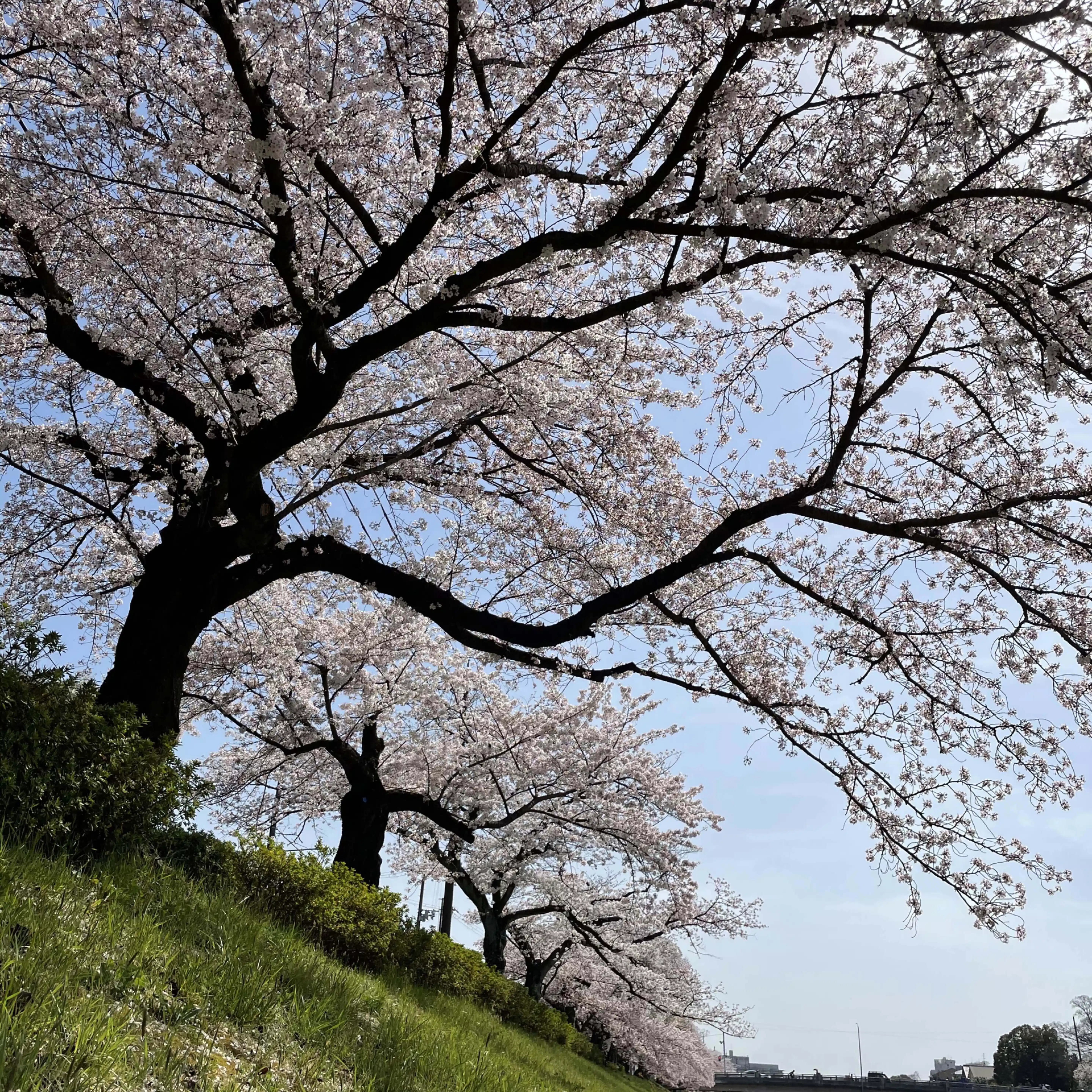 りかを