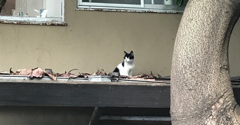 村上春樹 猫を棄てるー父親について語るときに僕の語ること を読んで なかにわ けいこ Note 村上春樹 猫を棄てるー父親について語るときに僕の語ること を読んで なかにわ けいこ Note