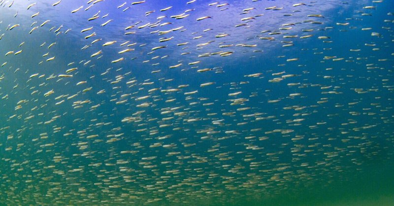 長崎で親しみのある魚『キビナゴ』