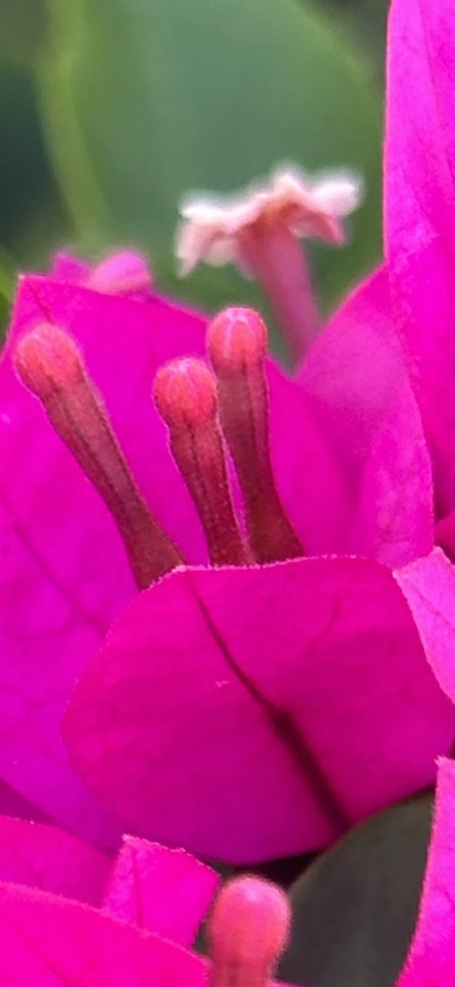 BOUGAINVILLEA - PINK BEAUTY｜EGGSEED