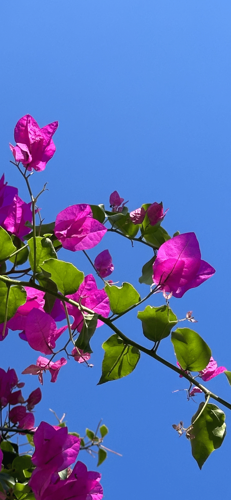 ブーゲンビリア 盆栽 濃いピンク 花 満開中 Amazon.co.jp: 花のギフト社 母の日 花 鉢植え ブーゲンビリア