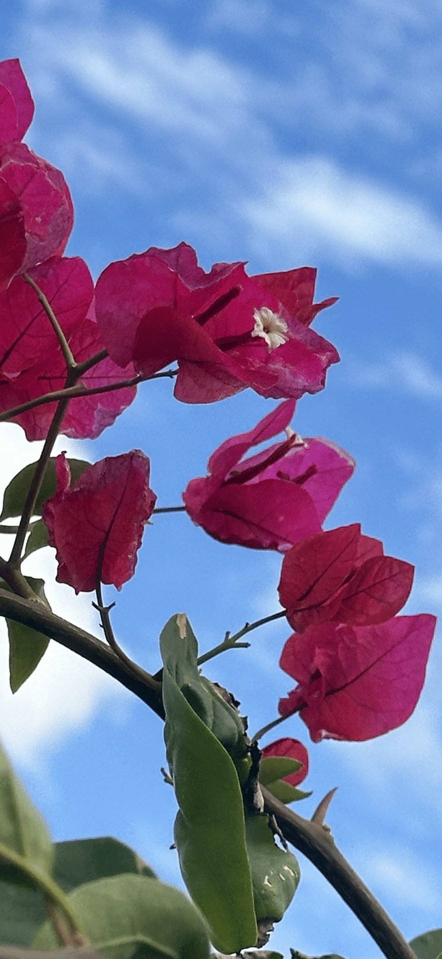 BOUGAINVILLEA - PINK BEAUTY｜EGGSEED