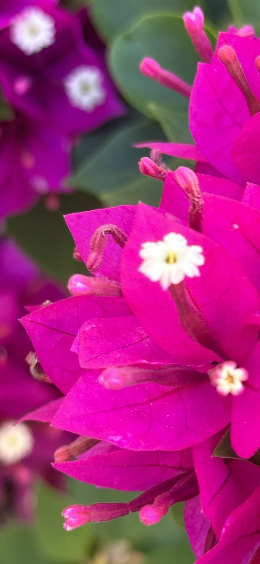 BOUGAINVILLEA - PINK BEAUTY｜EGGSEED