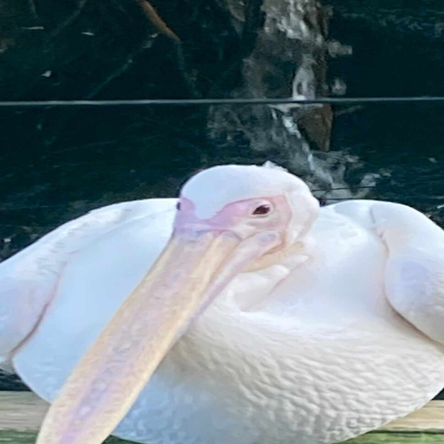 ヒキワリ火星人