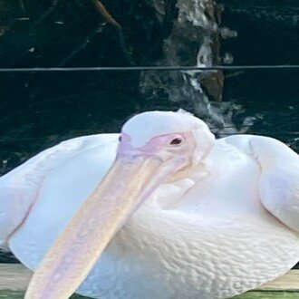 ヒキワリ火星人