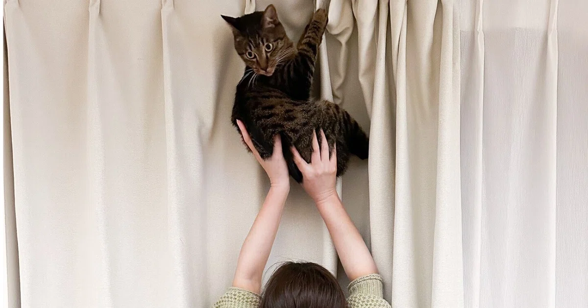 ホームルーム内の猫舎ト ホームルーム内の猫舎ト
