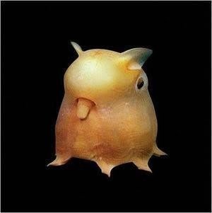 不思議な生き物3選 深海 の世界をご紹介 スワリョウ Note 不思議な生き物3選 深海 の世界をご紹介 スワリョウ Note