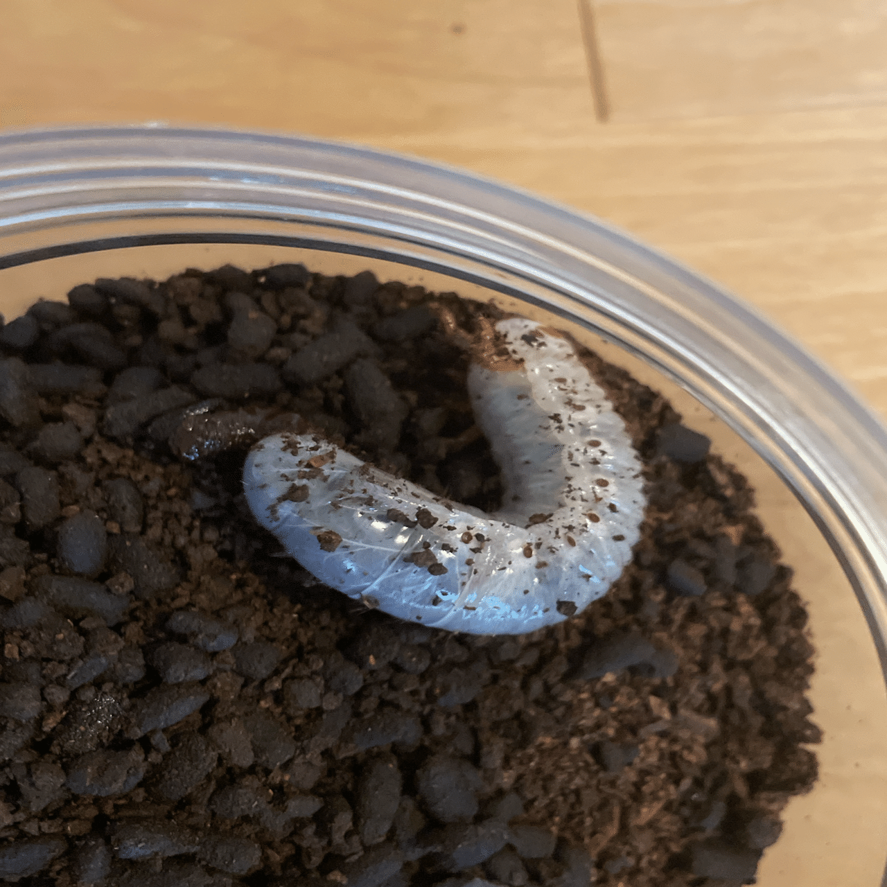 グラントシロカブト3齢　10ヶ月　30g、22g くわかぶプラネット / グラントシロカブト幼虫 3令ペア