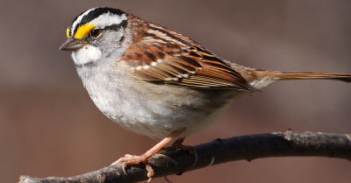 第307回 四つの染色体を持つ野鳥？｜翆野 大地