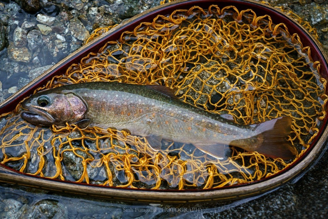魚が見たい 結局5月は釣りに行けなかった イワナのいる川沿いはずっと歩いているのに このままだと6月も怪しい 写真は昨年の5月 行かないと Sinh Note 魚が見たい 結局5月は釣りに行けなかった イワナのいる川沿いはずっと歩いているのに このままだと6月も怪しい 写真は昨年の5月 行かないと Sinh Note