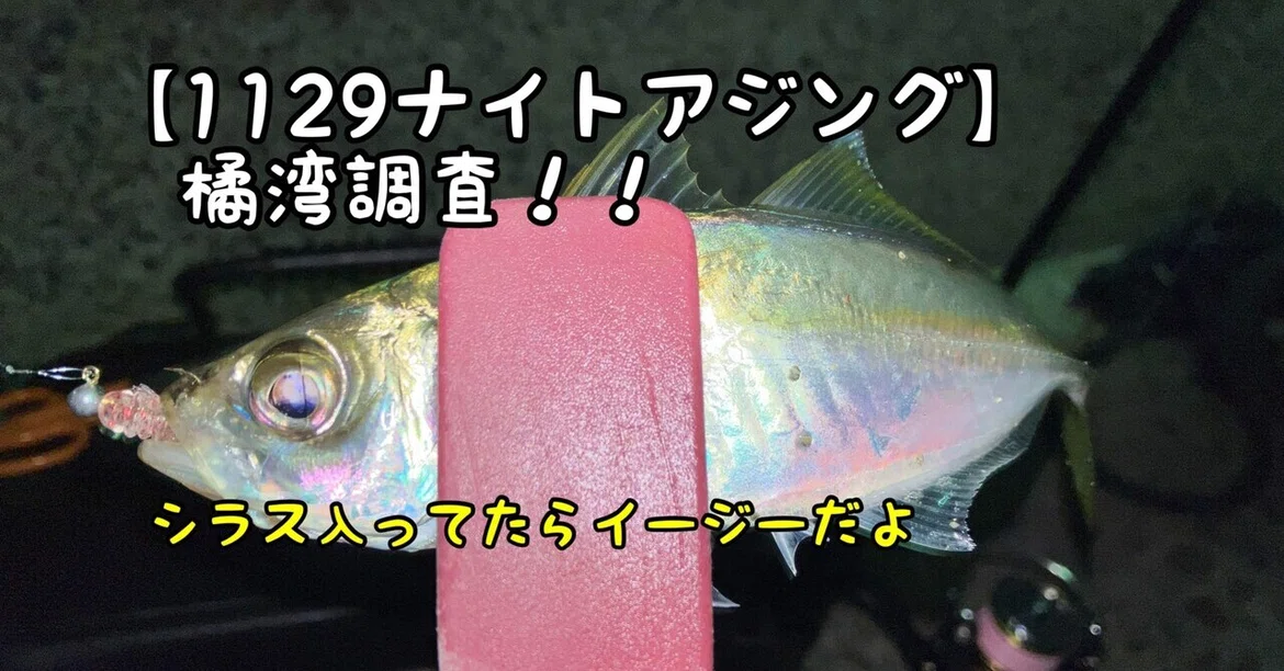 [11/29 Night Aji-ing] Tachibana Bay Survey!!｜ぐっちあっきー