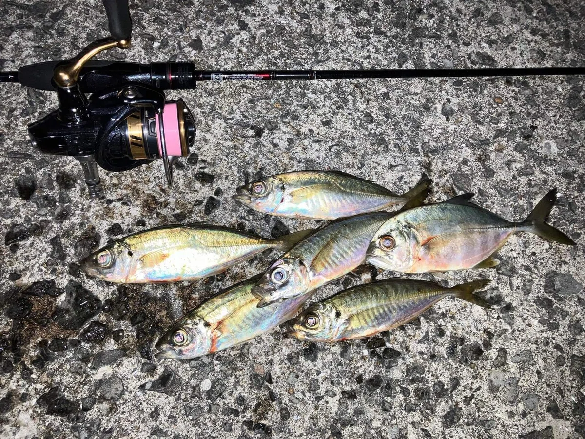 [11/29 Night Aji-ing] Tachibana Bay Survey!!｜ぐっちあっきー
